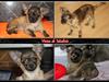 Chihuahua Vivien del Modisto