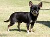 Chihuahua High Fly Messi the One and Only