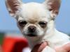 Chihuahua Helikos Snow Lady