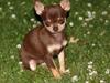 Chihuahua My Favorite Choice Nala
