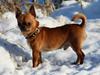 Chihuahua Helikos Oskar Red