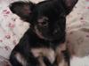 Chihuahua Milo