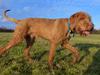 Ruhåret vizsla Ingle