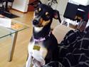 Dansk svensk gaardhund Laika