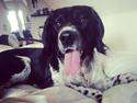 Engelsk springer spaniel Malthe