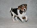 Dansk svensk gaardhund Red Robin Magic Mambo