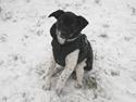 Dansk svensk gaardhund Movember (Moe)
