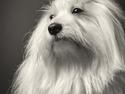 Coton de tulear Jegums Princess Becca