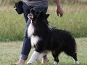 Border collie Tempo