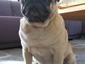 Mops Bosse