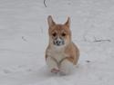 Welsh corgi pembroke stenbækgårds Ajo "solgt"