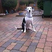 Blanding af racer Rose