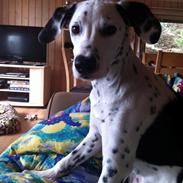 Blanding af racer Rose