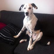 Blanding af racer Rose