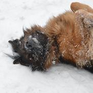 Blanding af racer Rico