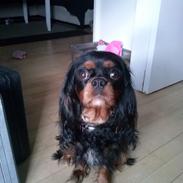 Cavalier king charles spaniel Malu Kokhus