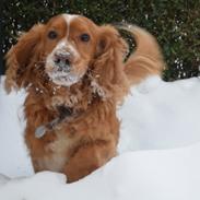 Cocker spaniel Lasse