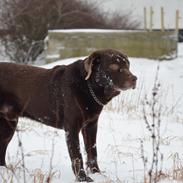 Labrador retriever Jeppe