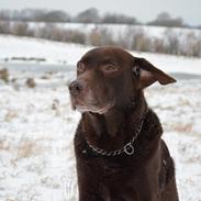 Labrador retriever Jeppe