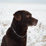 Labrador retriever Jeppe