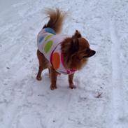 Blanding af racer Kaya