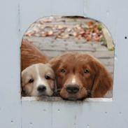 Nova scotia duck tolling retriever Susi - Himmelhund