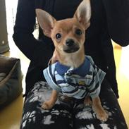 Chihuahua Balou