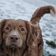 Nova scotia duck tolling retriever Susi - Himmelhund