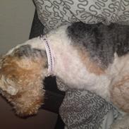 Ruhåret foxterrier Foxy