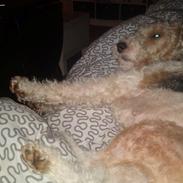 Ruhåret foxterrier Foxy