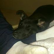 Blanding af racer Nala