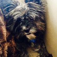 Blanding af racer Buster