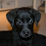 Labrador retriever Boogie