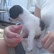 Blanding af racer Marley