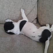 Blanding af racer Marley