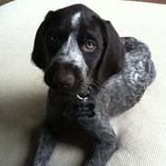 Ruhåret hønsehund Vitters Wilma