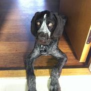 Ruhåret hønsehund Vitters Wilma