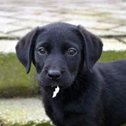 Labrador retriever Boogie
