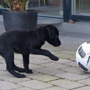Labrador retriever Boogie