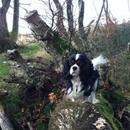 Cavalier king charles spaniel Remi (Lisbethsminde Quate)