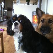 Cavalier king charles spaniel Remi (Lisbethsminde Quate)