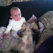 Cavalier king charles spaniel Remi (Lisbethsminde Quate)