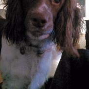 Field Trial spaniel Lady