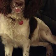 Field Trial spaniel Lady