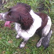 Field Trial spaniel Lady