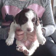 Field Trial spaniel Laban tidliger hund