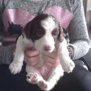 Field Trial spaniel Laban tidliger hund