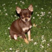 Chihuahua My Favorite Choice Nala