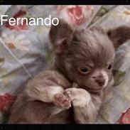 Chihuahua Sands fabulous Fernando
