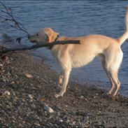 Labrador retriever Joey 
